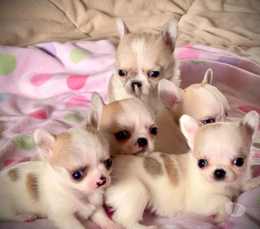 Gatos en Venta Santiago Maipú - Fotos de Espectaculares Chihuahuas pequeños