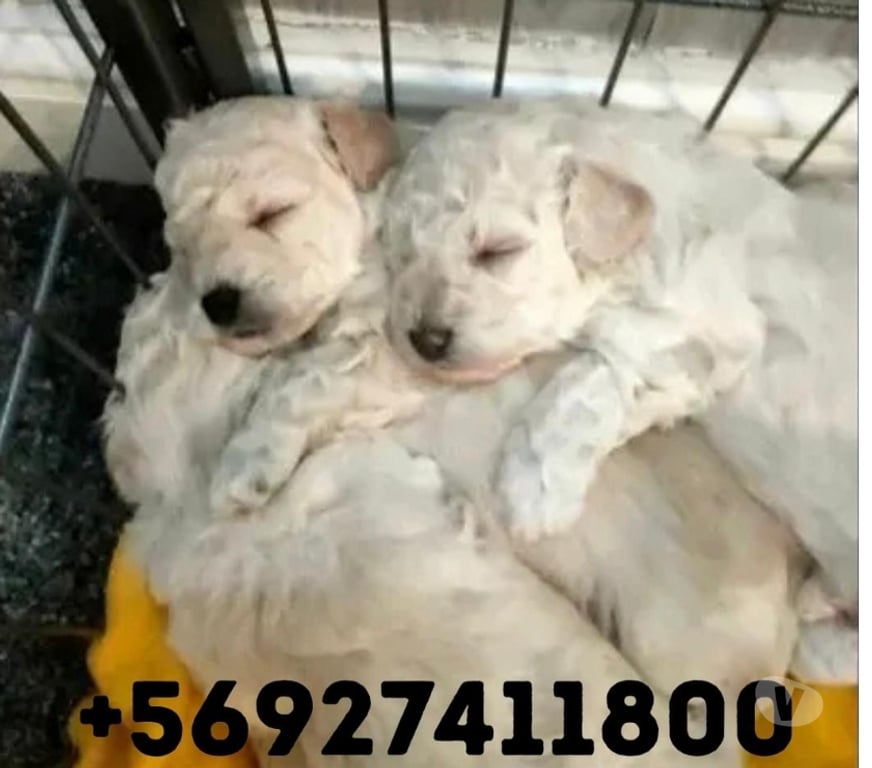 Gatos en Venta Santiago Maipú - Fotos de cachorros poodle toy