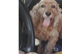 Comprador o adopción