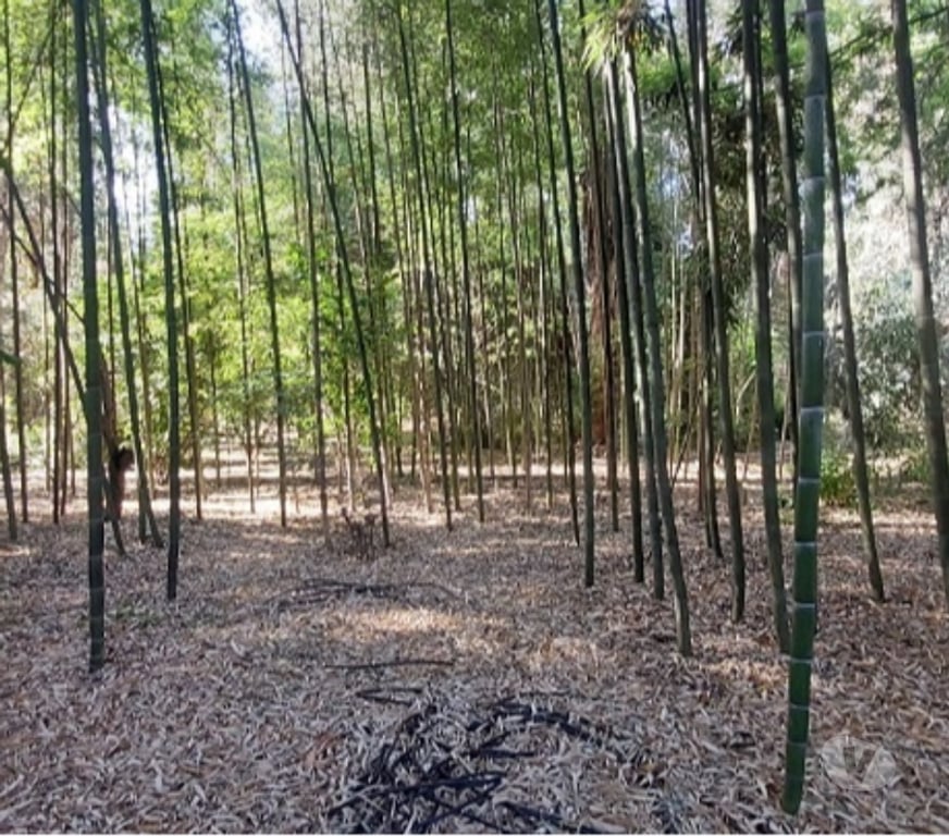 Parcelas en Venta Maipo Paine - Fotos de Pintué-Paine, parcela agrícola de 46.500 m2.