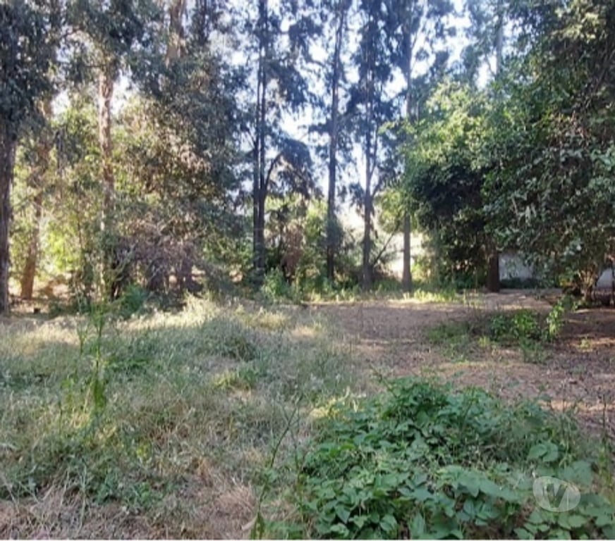 Parcelas en Venta Maipo Paine - Fotos de Pintué-Paine, parcela agrícola de 46.500 m2.