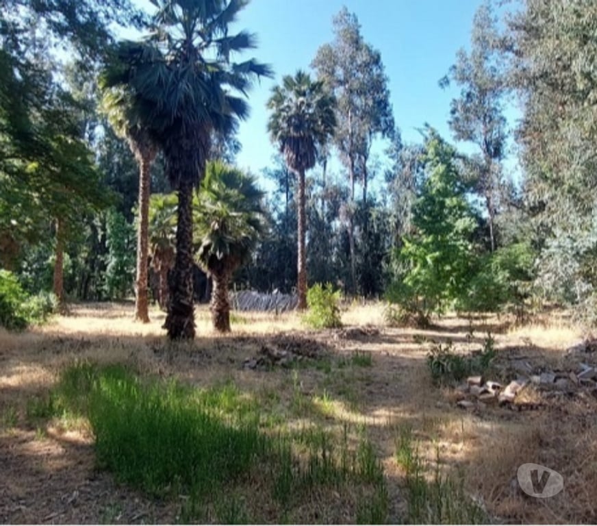 Parcelas en Venta Maipo Paine - Fotos de Pintué-Paine, parcela agrícola de 46.500 m2.