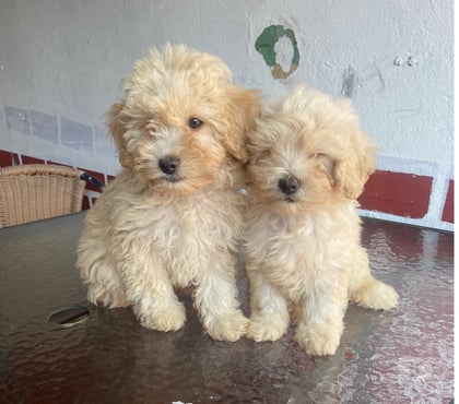 Mascotas en Venta La Pintana Santiago - Fotos de Bellos maltipoo