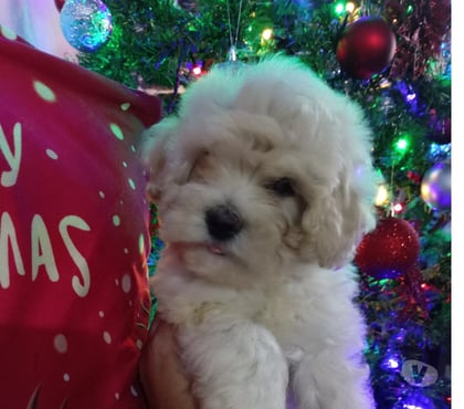 Venta de Mascotas La Pintana Santiago - Fotos de Lindo bichon maltés