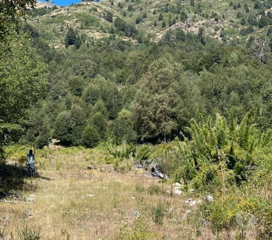 Venta de Haciendas Cautín Curarrehue - Fotos de 1 hectárea en Panqui, Curarrehue