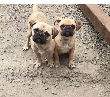 Gatos en Venta Huechuraba Santiago - Fotos de Vendo parejita 🐕