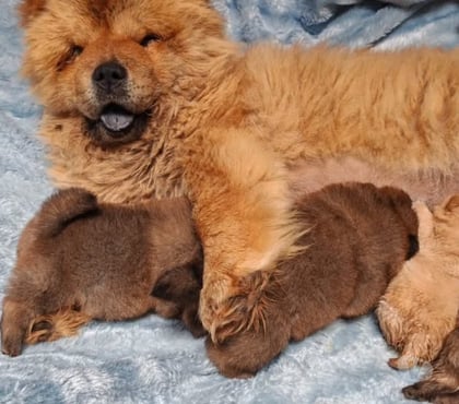 Gatos en Venta Concepción Concepción - Fotos de Chow Chow legítimos