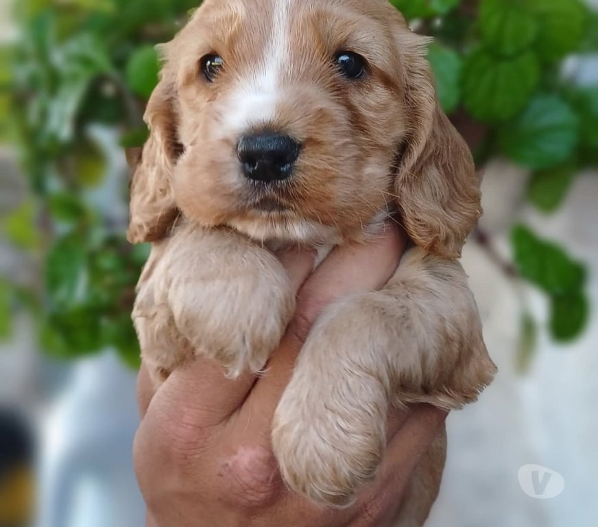 Gatos en Venta Concepción Concepción - Fotos de Raza cocker Spaniel