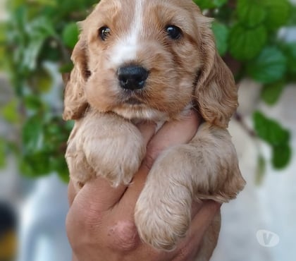 Mascotas en Venta Concepción Concepción - Fotos de Raza cocker Spaniel