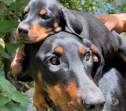 Venta de Mascotas Concepción Concepción - Fotos de Raza doberman vacunados