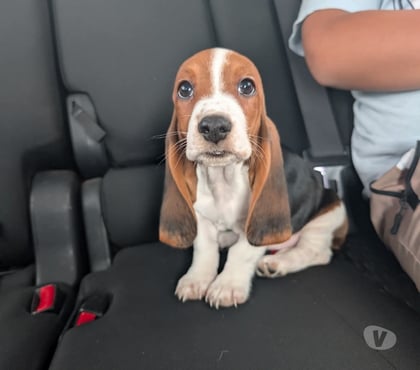 Perros en Venta Concepción Concepción - Fotos de Cachorros Basset hound