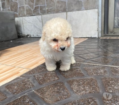 Perros en Venta Concepción Concepción - Fotos de Cachorros poodle toy peluditos