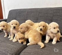 Raza Golden retriever