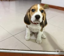 Raza beagle bellos