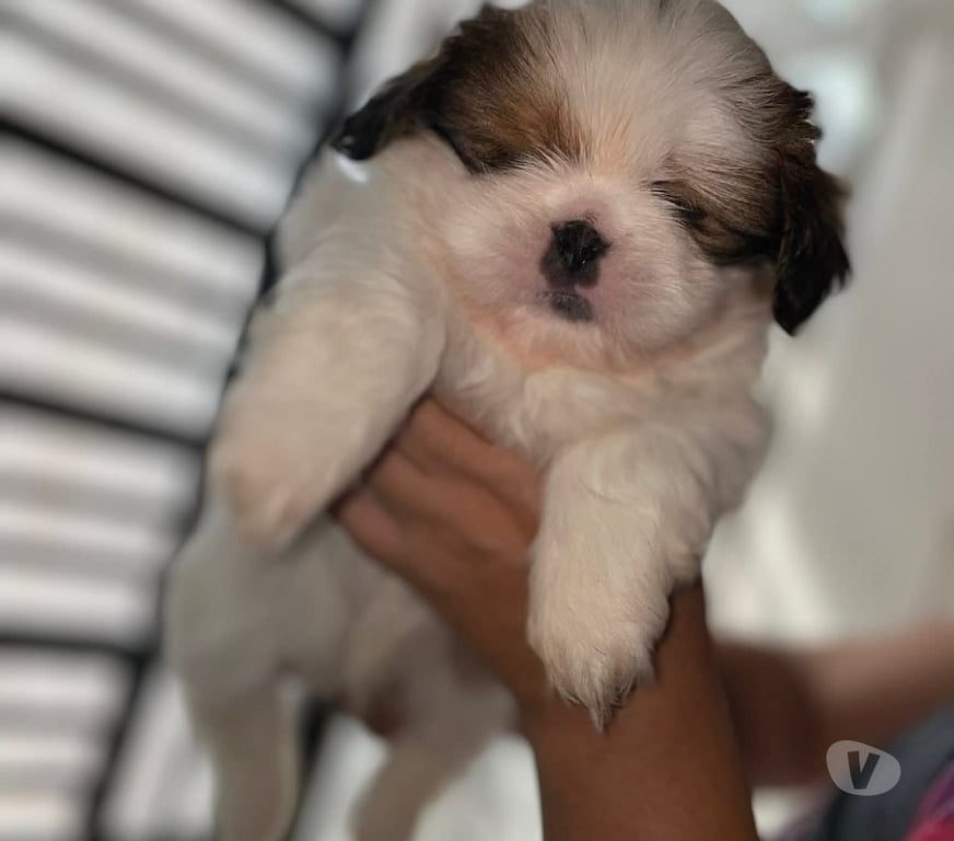 Gatos en Venta Concepción Concepción - Fotos de Hermosas mascotas Shih tzu