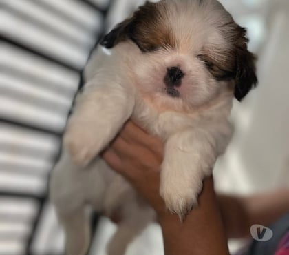 Mascotas en Venta Concepción Concepción - Fotos de Hermosas mascotas Shih tzu