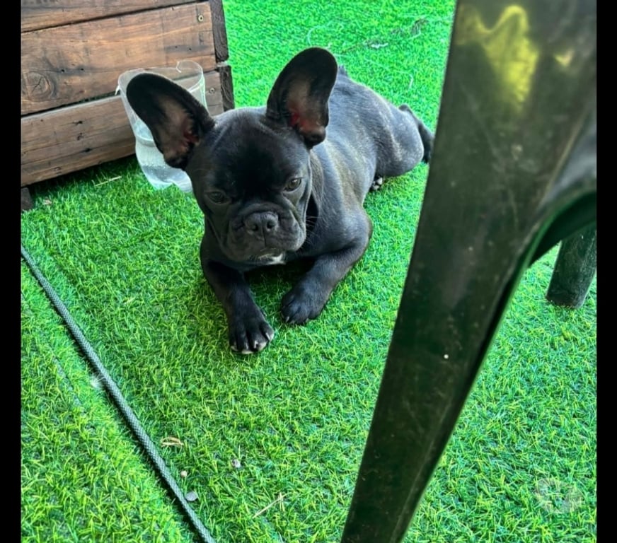 Gatos en Venta Santiago San Joaquín - Fotos de Bulldog francés