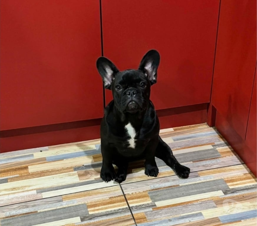 Gatos en Venta Santiago San Joaquín - Fotos de Bulldog francés