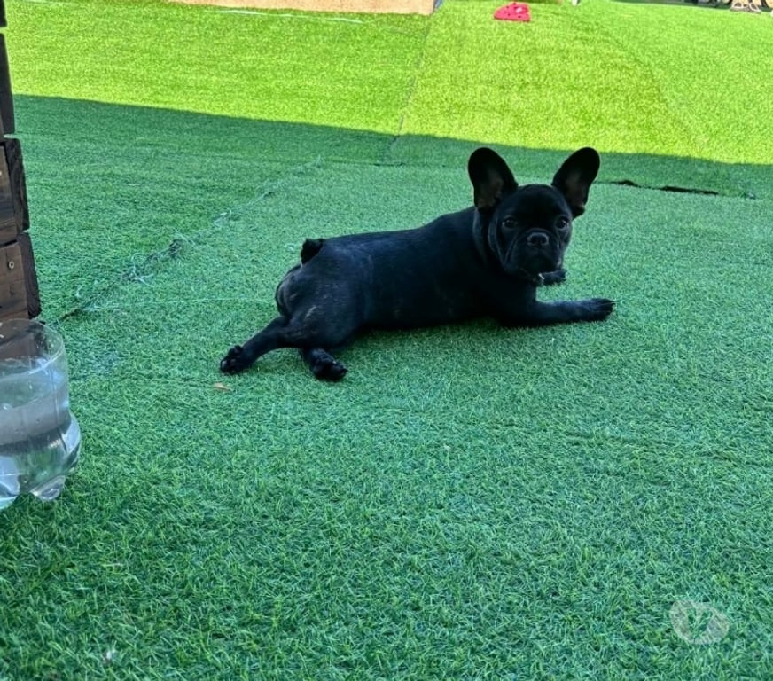 Gatos en Venta Santiago San Joaquín - Fotos de Bulldog francés