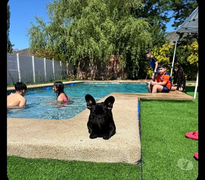 Gatos en Venta Santiago San Joaquín - Fotos de Bulldog francés