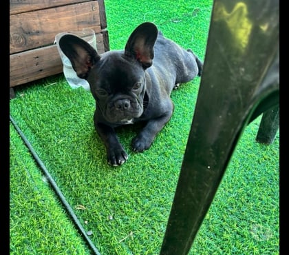 Venta de Mascotas San Joaquín Santiago - Fotos de Bulldog francés