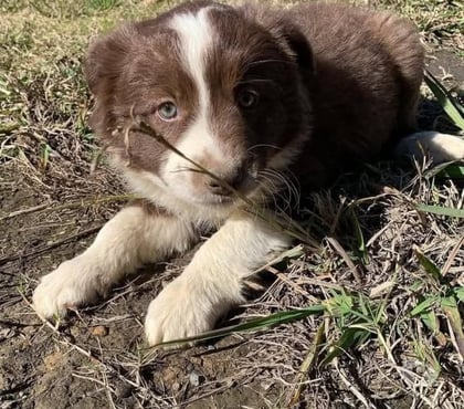 Perros en Venta Osorno Osorno - Fotos de Border collie vacunados