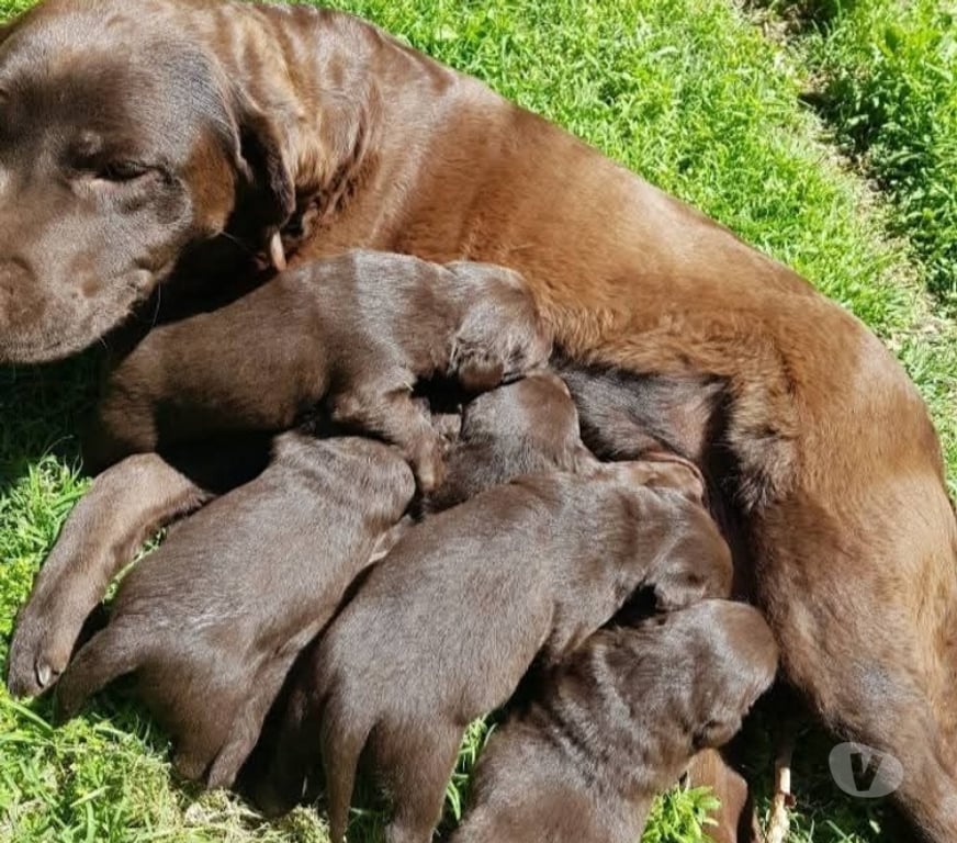 Gatos en Venta Osorno Osorno - Fotos de Raza labrador chocolate