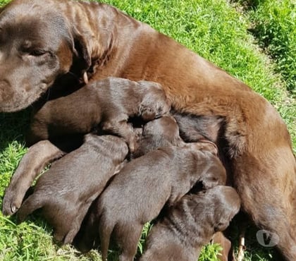 Mascotas en Venta Osorno Osorno - Fotos de Raza labrador chocolate