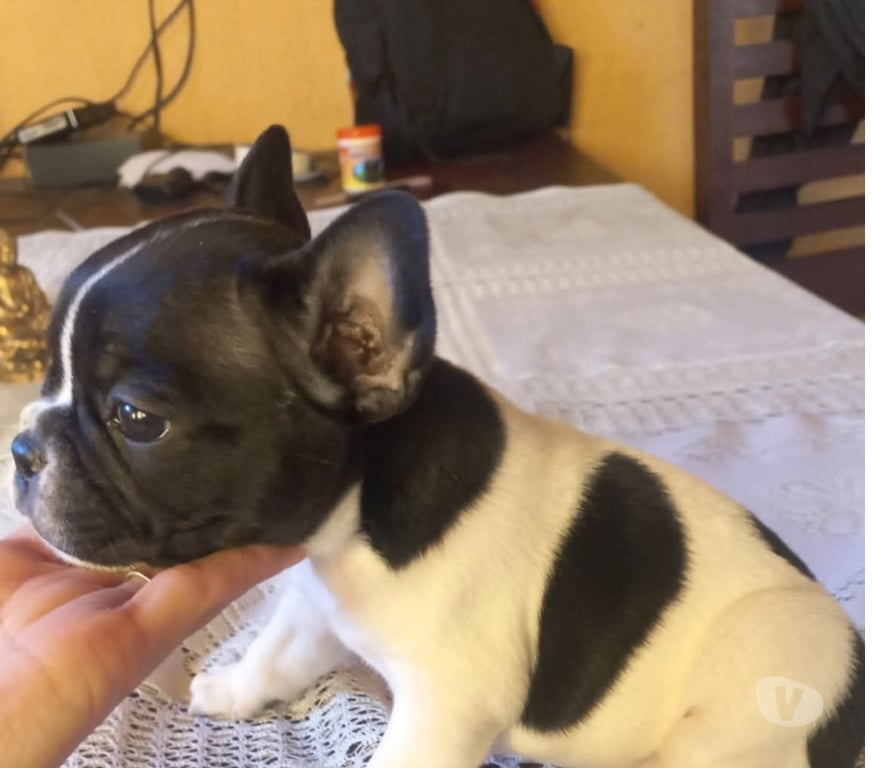 Gatos en Venta Osorno Osorno - Fotos de Raza Bulldog francés