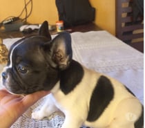 Raza Bulldog francés