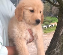 Raza Golden retriever