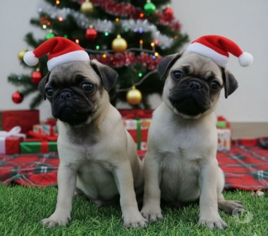 Gatos en Venta Osorno Osorno - Fotos de Cachorros pug imperdibles