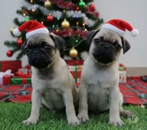 Cachorros pug imperdibles