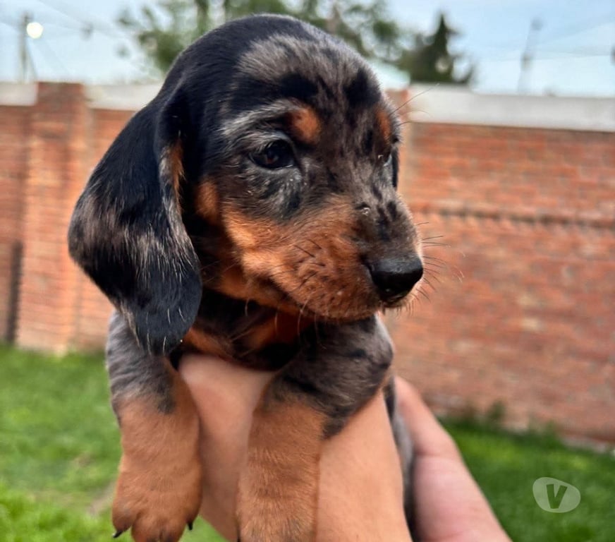 Gatos en Venta Osorno Osorno - Fotos de Cachorros salchichas