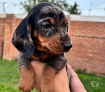 Cachorros salchichas