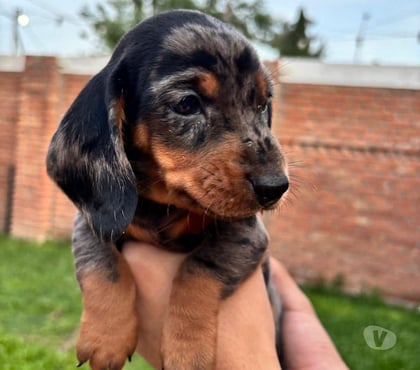 Mascotas en Venta Osorno Osorno - Fotos de Cachorros salchichas