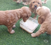Cocker Spaniel lindos