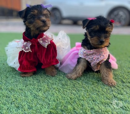 Venta de Mascotas Viña del Mar Valparaíso - Fotos de Yorkshire Terrier