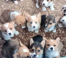 Cachorros corgi Pembroke