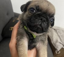 Cachorros pug bellos