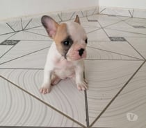 Bulldog francés hembra y macho