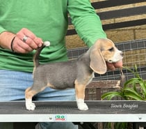 Beagles tri color