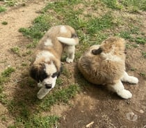 Hermosos Cachorros San Bernardo
