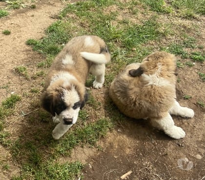 Mascotas en Venta San Pablo Osorno - Fotos de Hermosos Cachorros San Bernardo