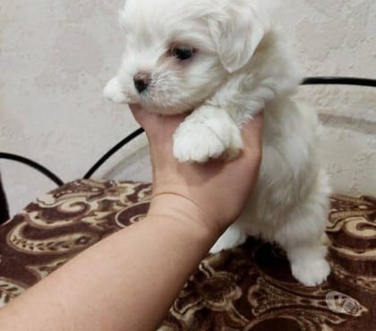 Gatos en Venta Antofagasta Antofagasta - Fotos de Maltes legítimos