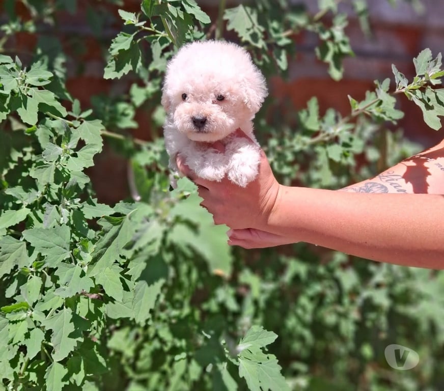 Gatos en Venta Antofagasta Antofagasta - Fotos de Poodle toy adorables