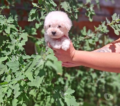 Mascotas en Chile Antofagasta Antofagasta - Fotos de Poodle toy adorables