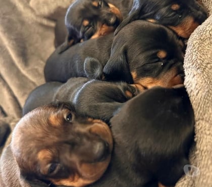 Gatos en Venta Antofagasta Antofagasta - Fotos de Salchichas hembra y machos