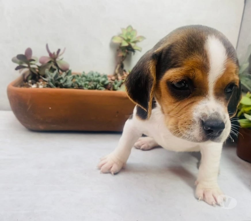 Gatos en Venta Antofagasta Antofagasta - Fotos de Beagle tri color