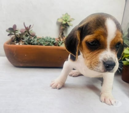Mascotas en Chile Antofagasta Antofagasta - Fotos de Beagle tri color